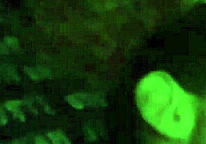 Delicious jock gets a sloppy blowjob in bed late at night with cum swallowing