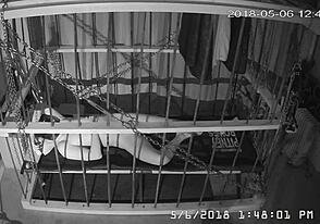 yo, hai mai sbirciato i Feed Raw della Cagecam Direttamente dalla Gabbia?