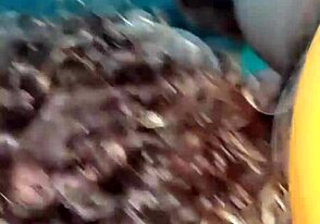 Omule, sunt dependent de pulă latină grasă, nu mă pot opri să o sug!